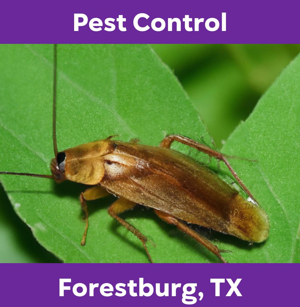 pest control in Forestburg Texas