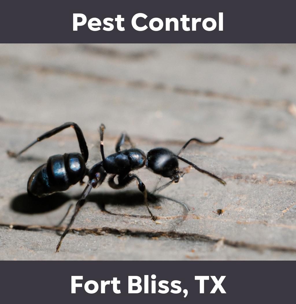 pest control in Fort Bliss Texas
