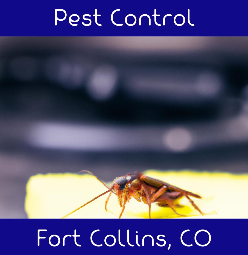 pest control in Fort Collins Colorado