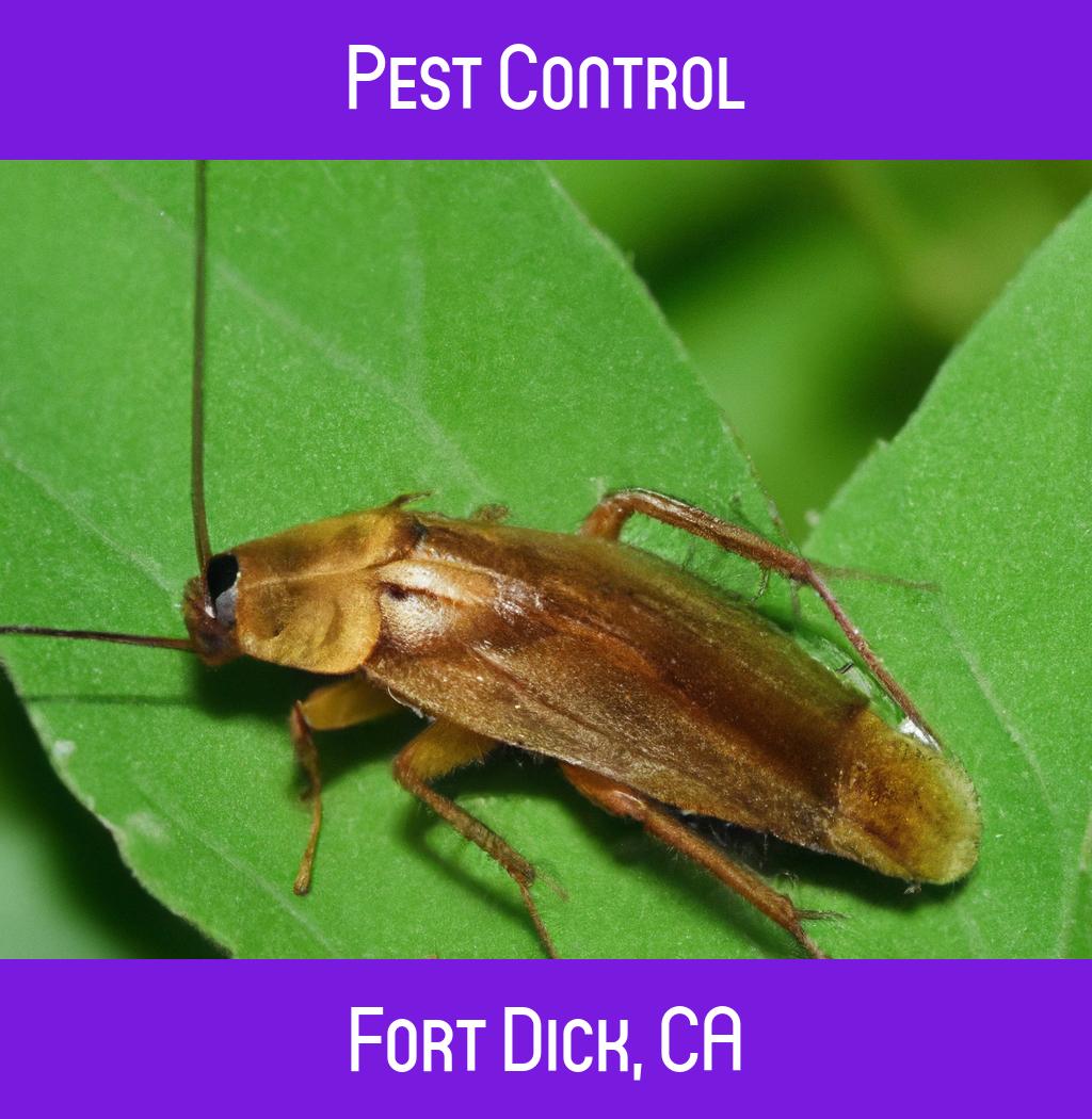 pest control in Fort Dick California