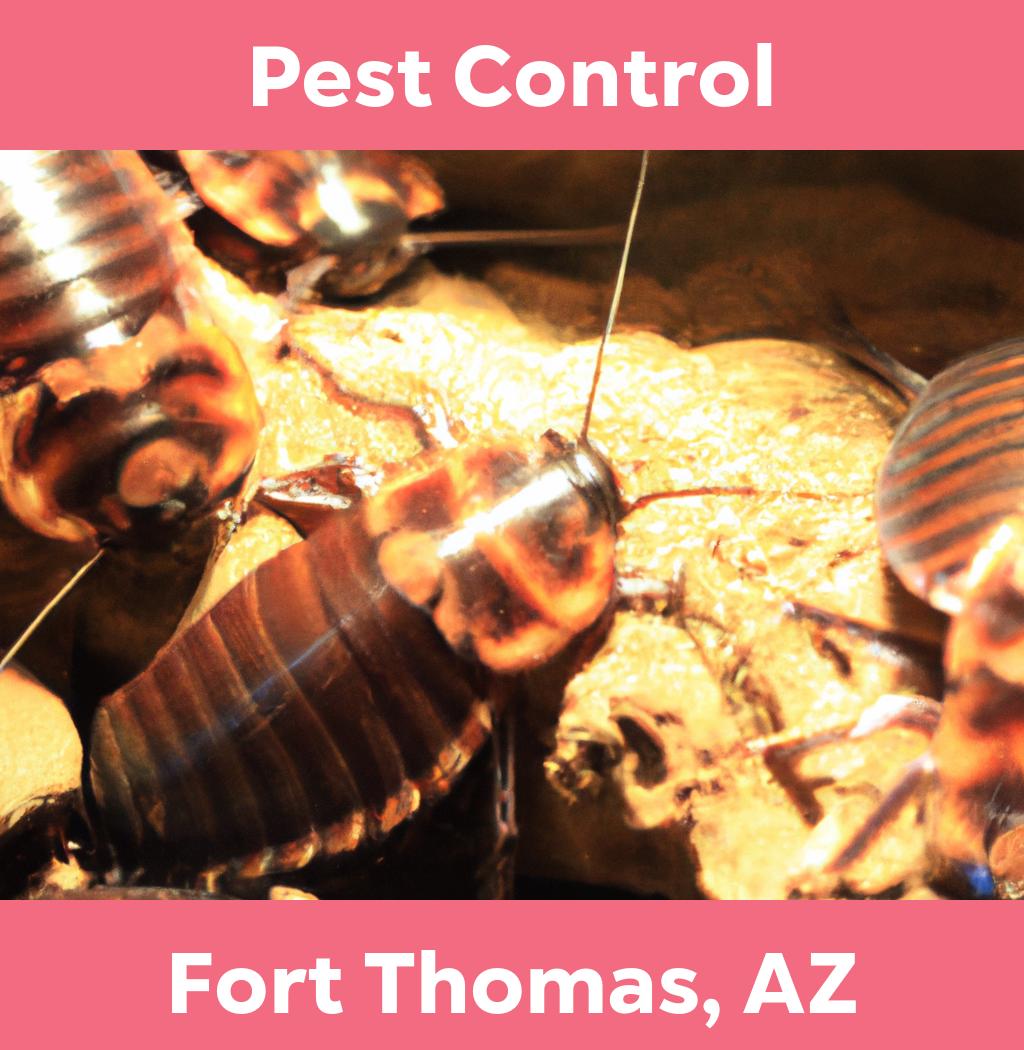 pest control in Fort Thomas Arizona
