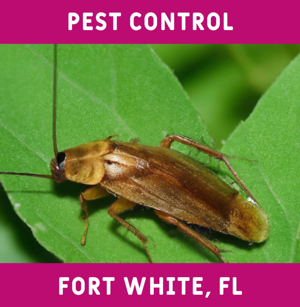 pest control in Fort White Florida