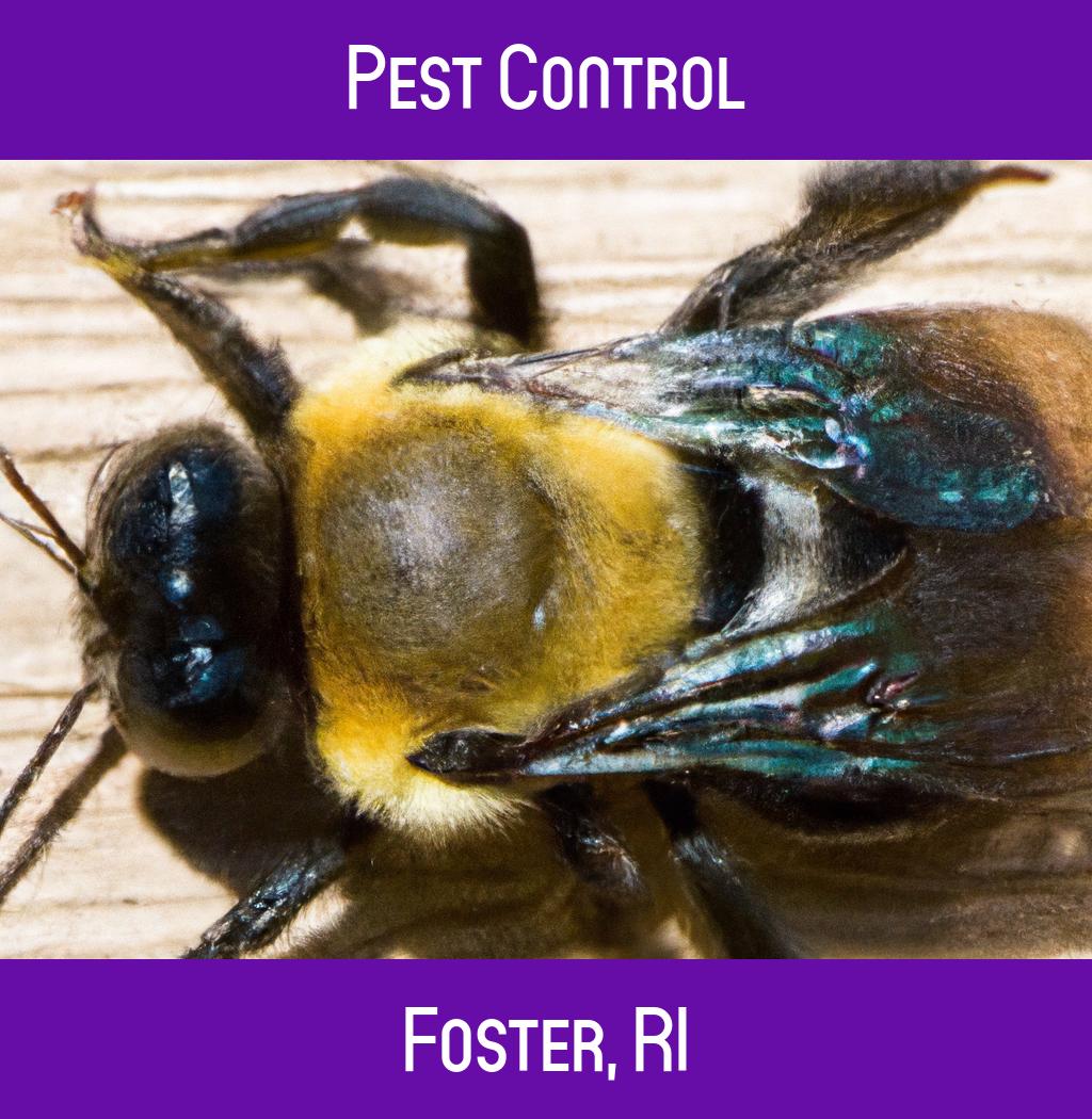 pest control in Foster Rhode Island