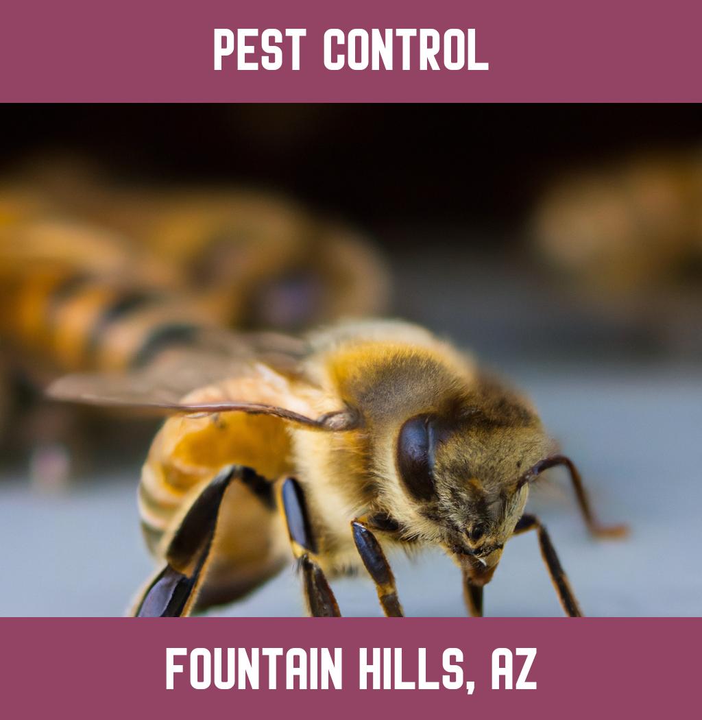 pest control in Fountain Hills Arizona