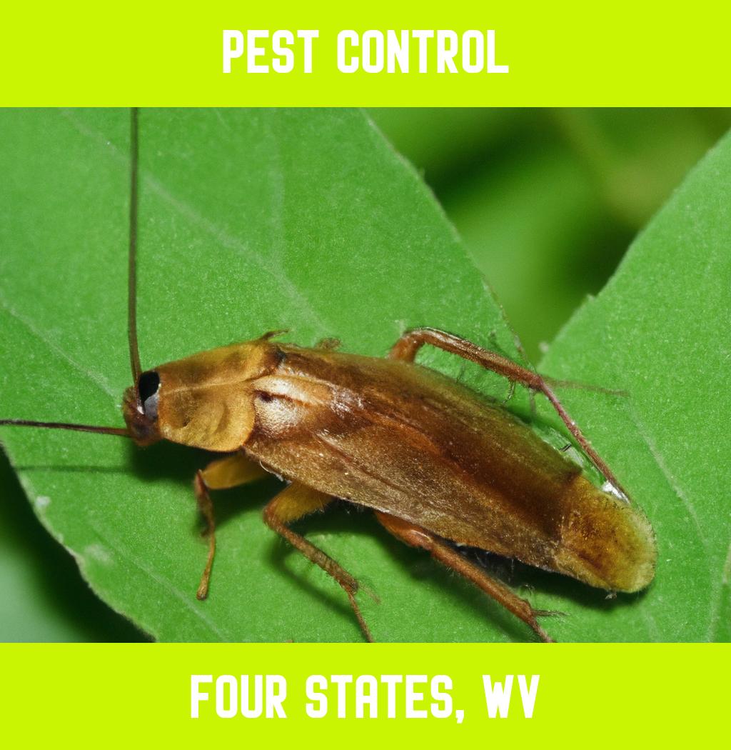 pest control in Four States West Virginia