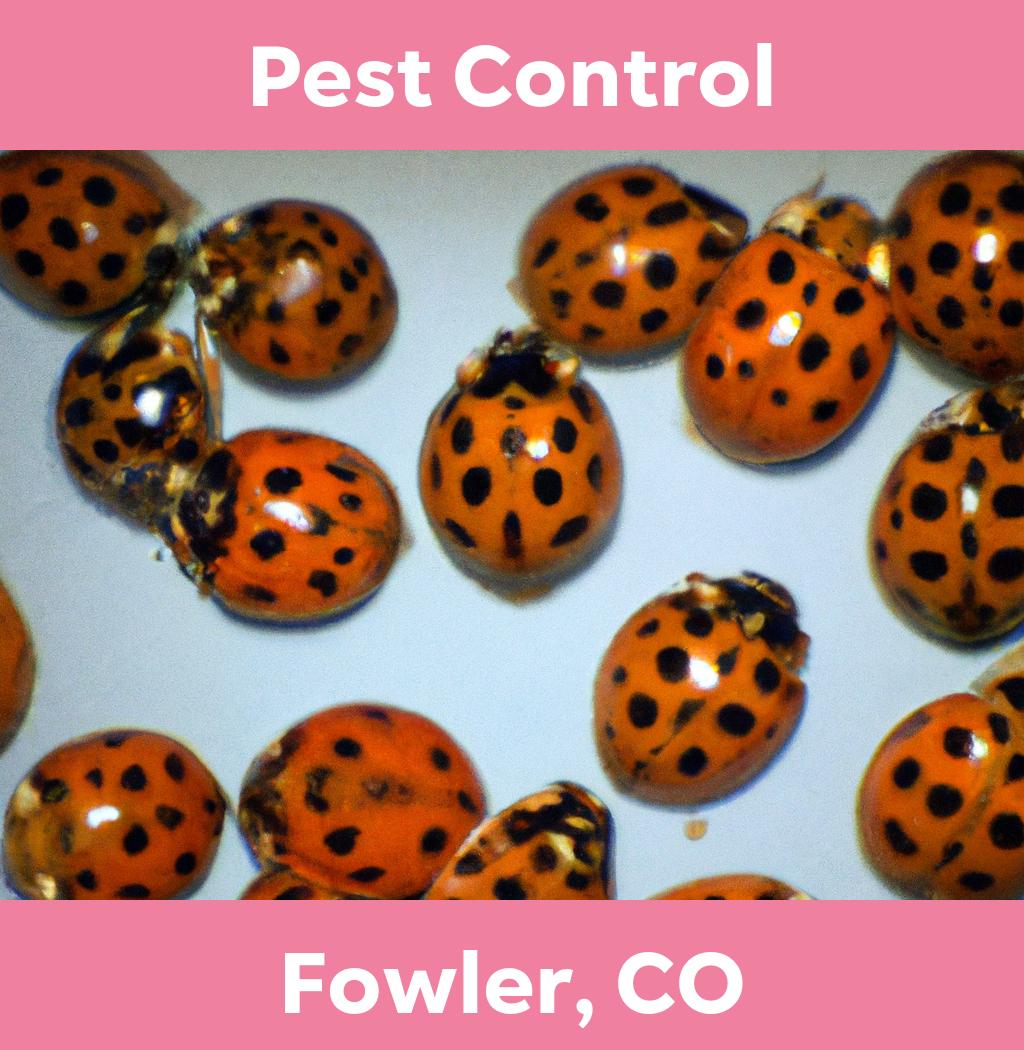 pest control in Fowler Colorado