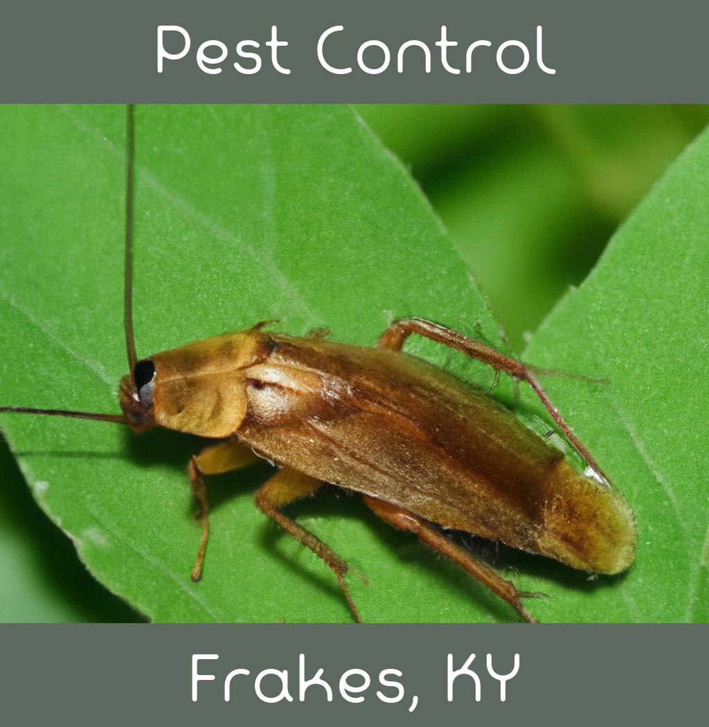 pest control in Frakes Kentucky