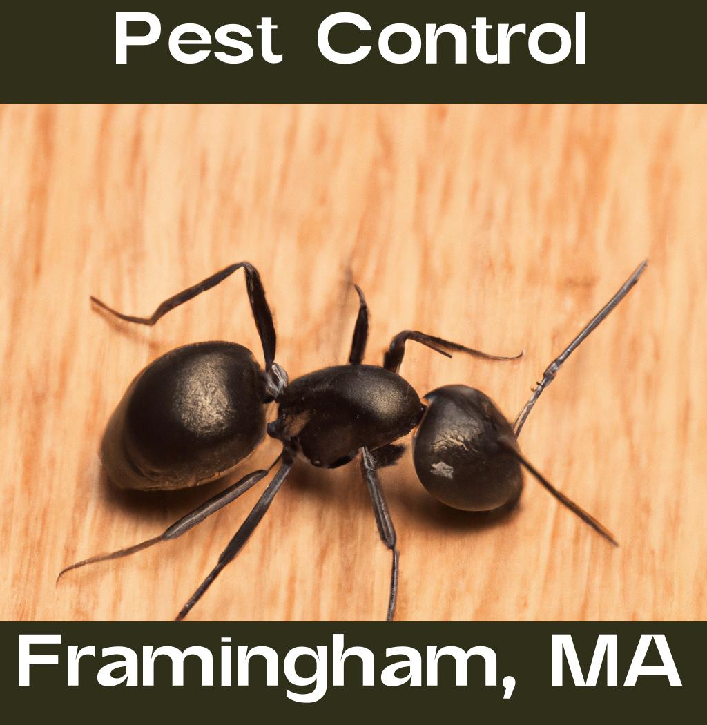 pest control in Framingham Massachusetts