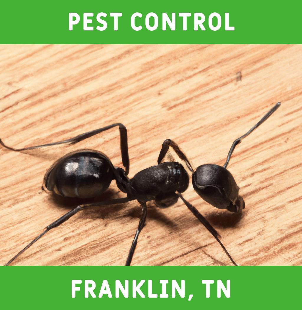 pest control in Franklin Tennessee