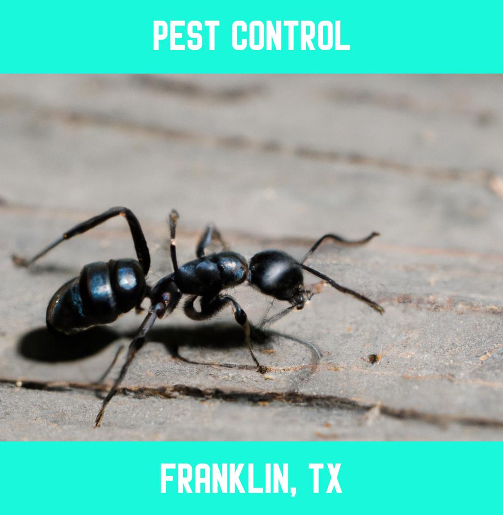 pest control in Franklin Texas