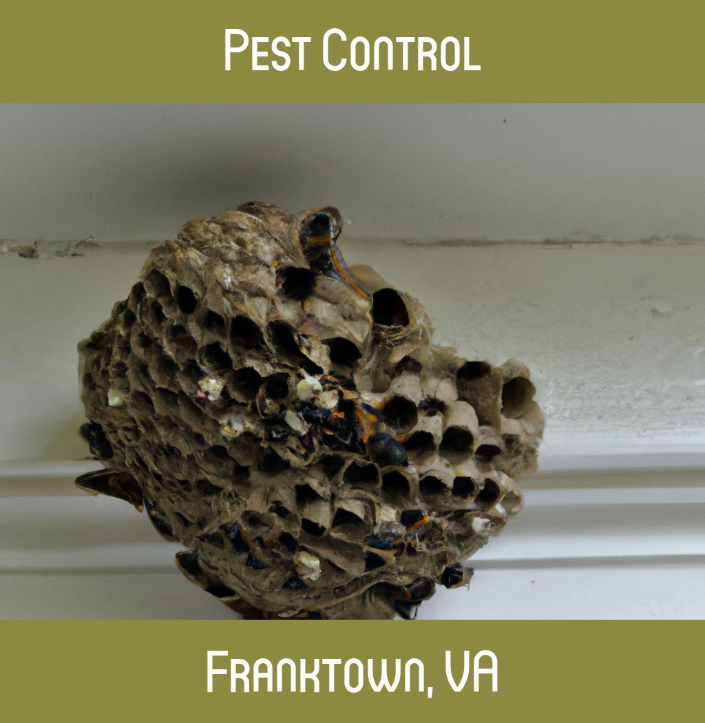 pest control in Franktown Virginia