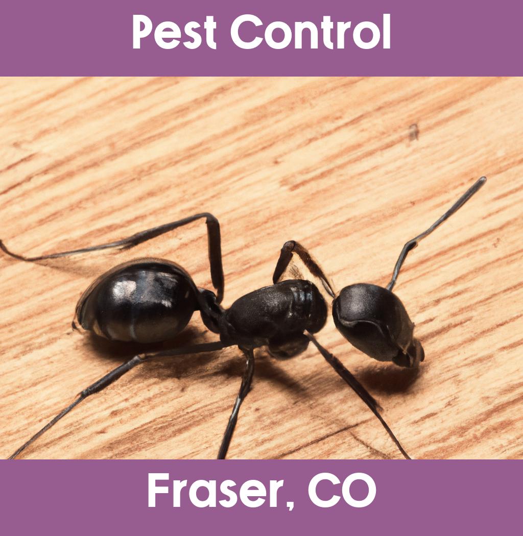 pest control in Fraser Colorado