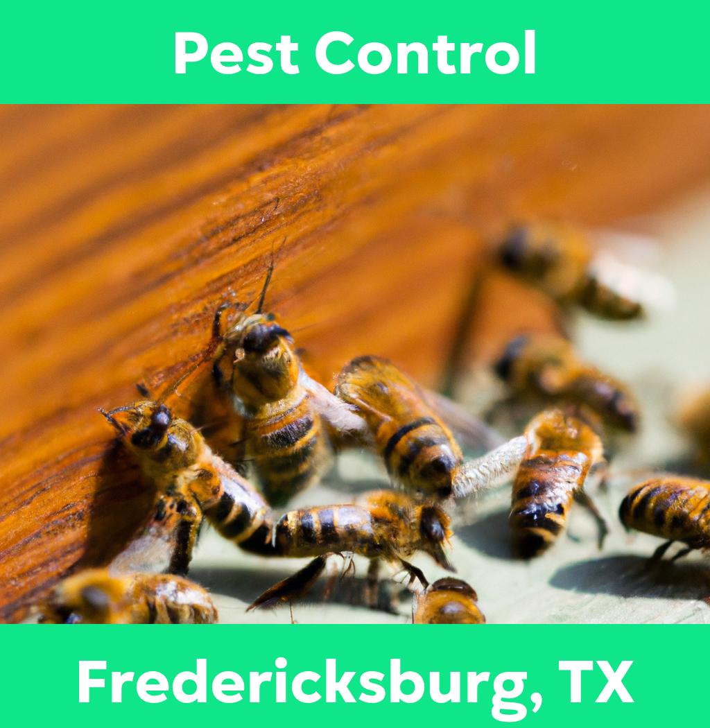 pest control in Fredericksburg Texas