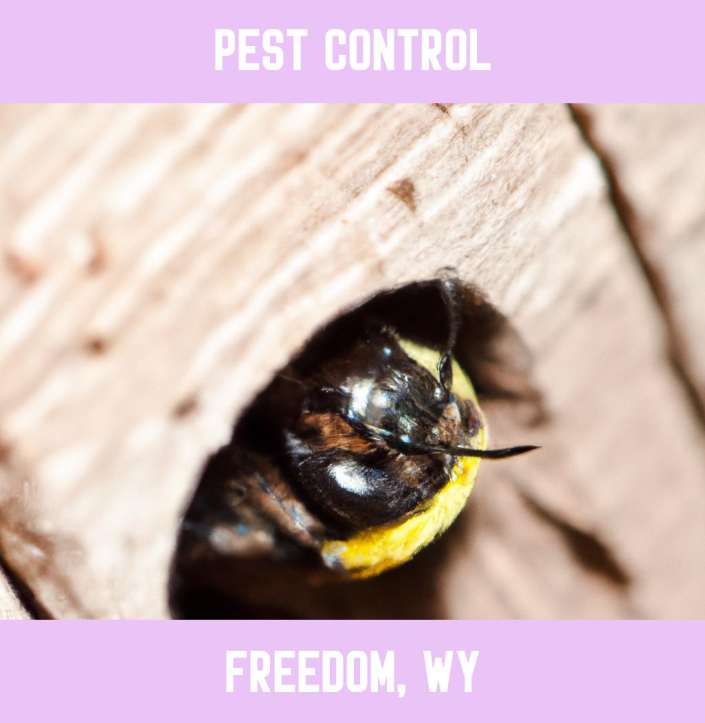 pest control in Freedom Wyoming
