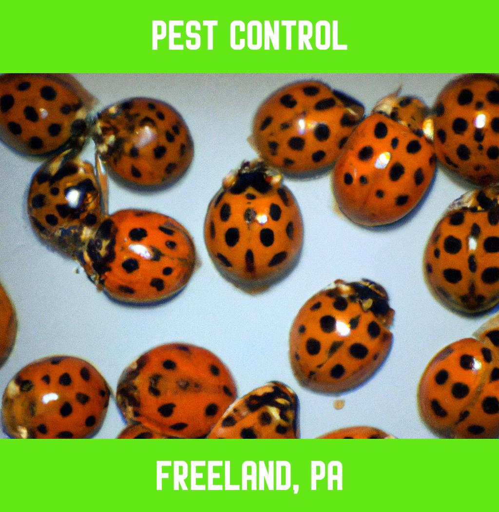 pest control in Freeland Pennsylvania