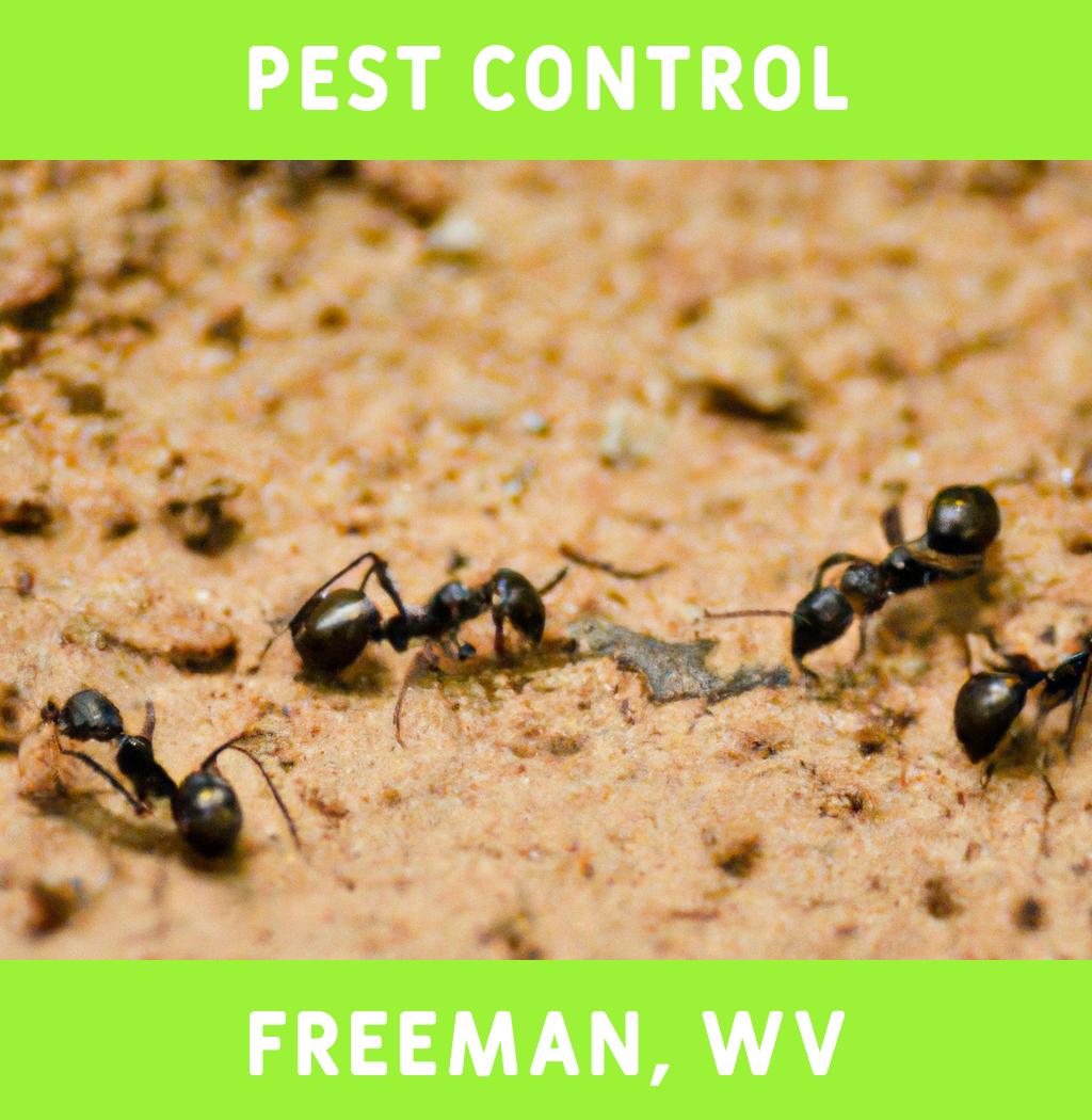 pest control in Freeman West Virginia