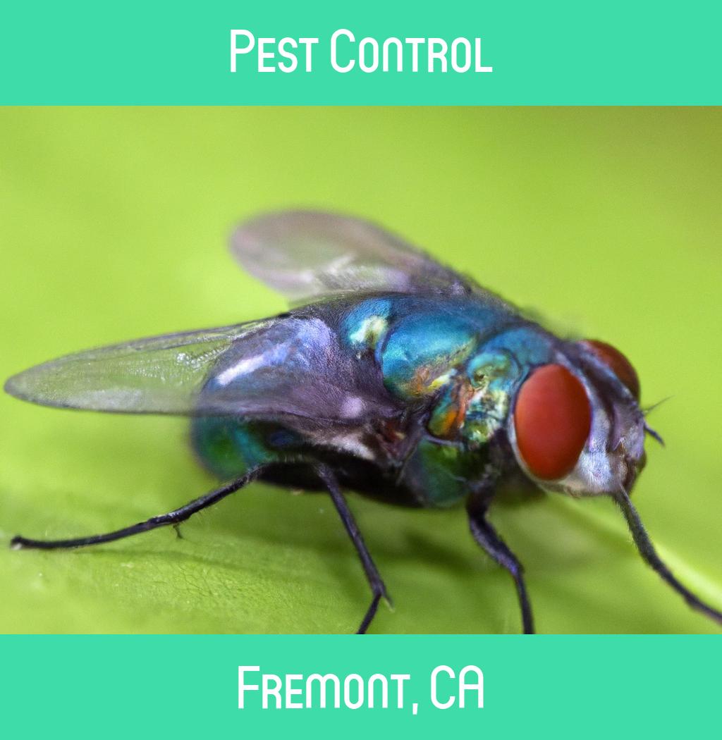 pest control in Fremont California