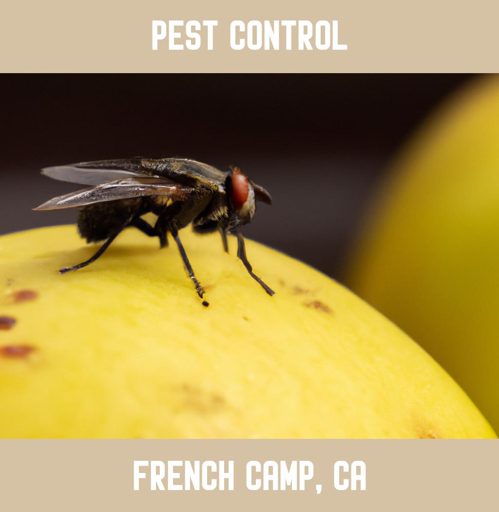 pest control in French Camp California