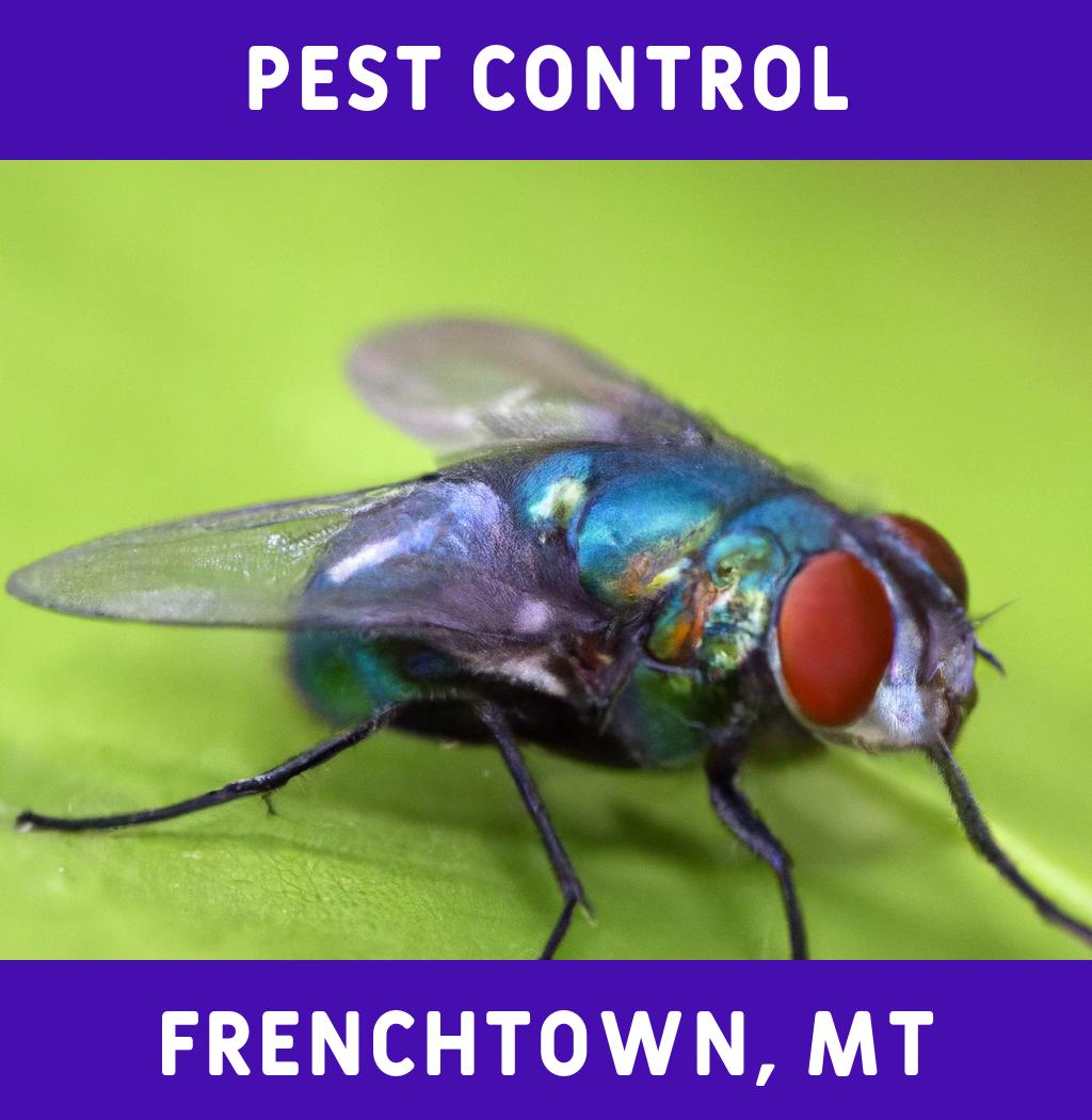 pest control in Frenchtown Montana