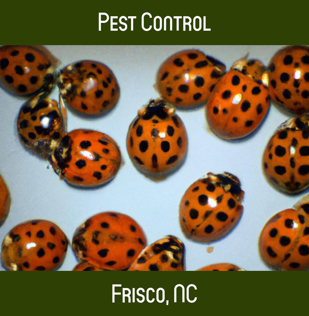 pest control in Frisco North Carolina