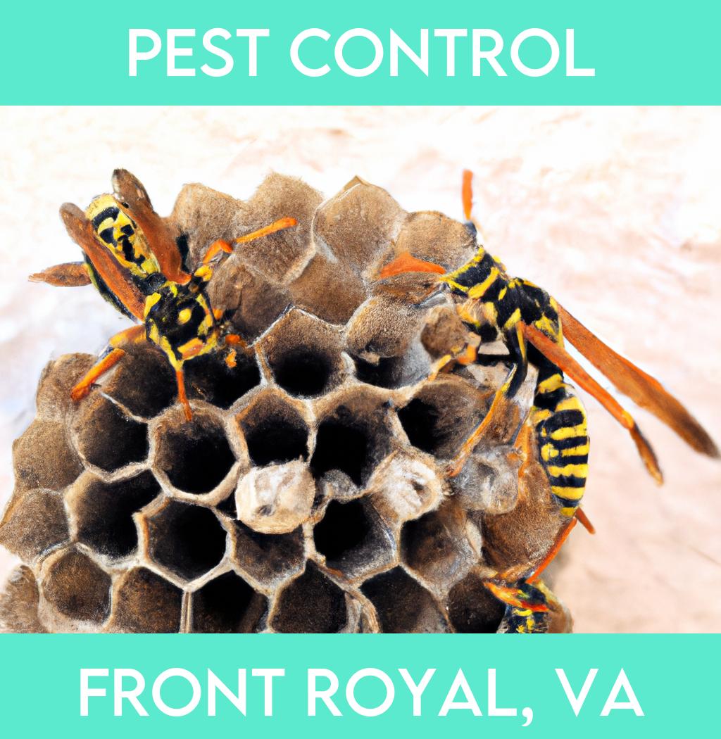 pest control in Front Royal Virginia