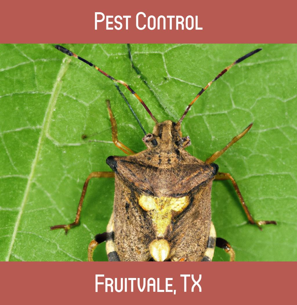 pest control in Fruitvale Texas