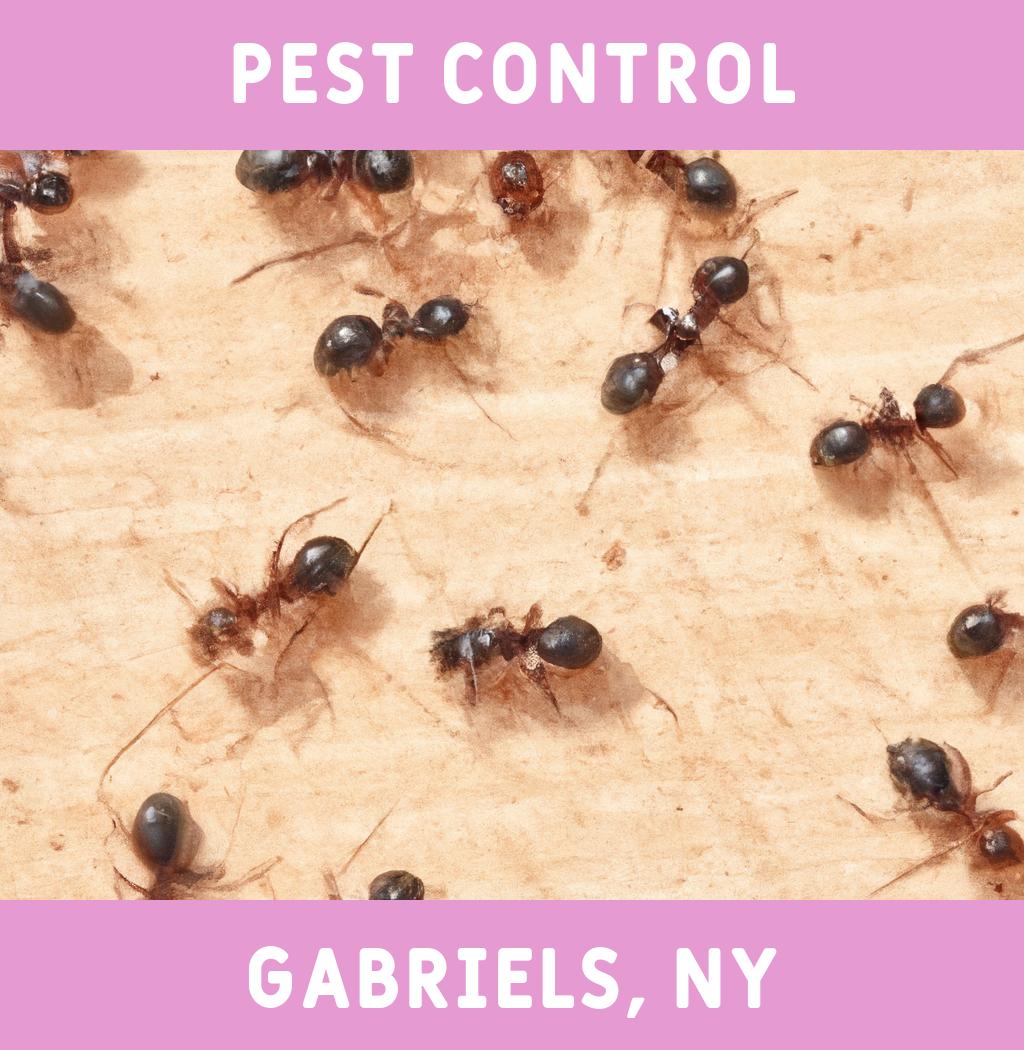 pest control in Gabriels New York