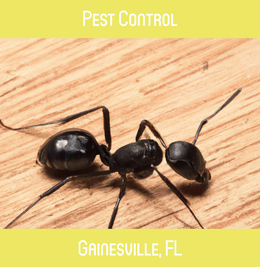 pest control in Gainesville Florida
