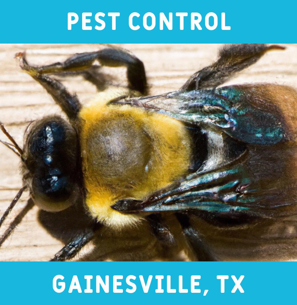 pest control in Gainesville Texas