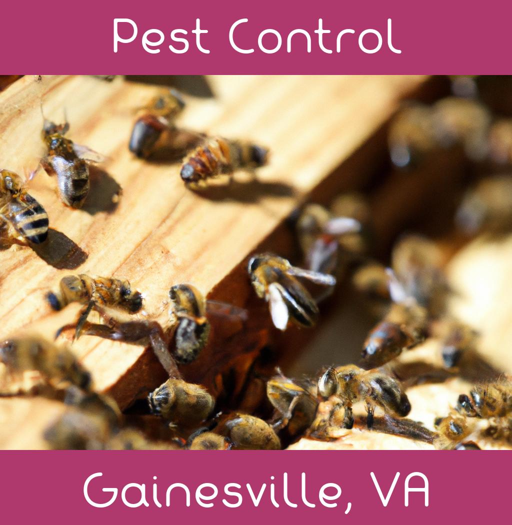 pest control in Gainesville Virginia
