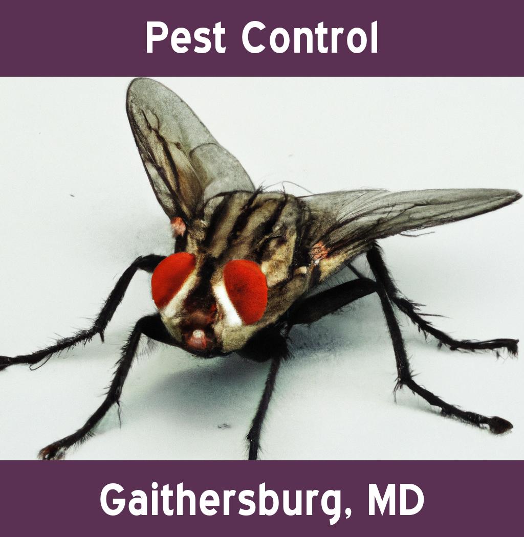 pest control in Gaithersburg Maryland