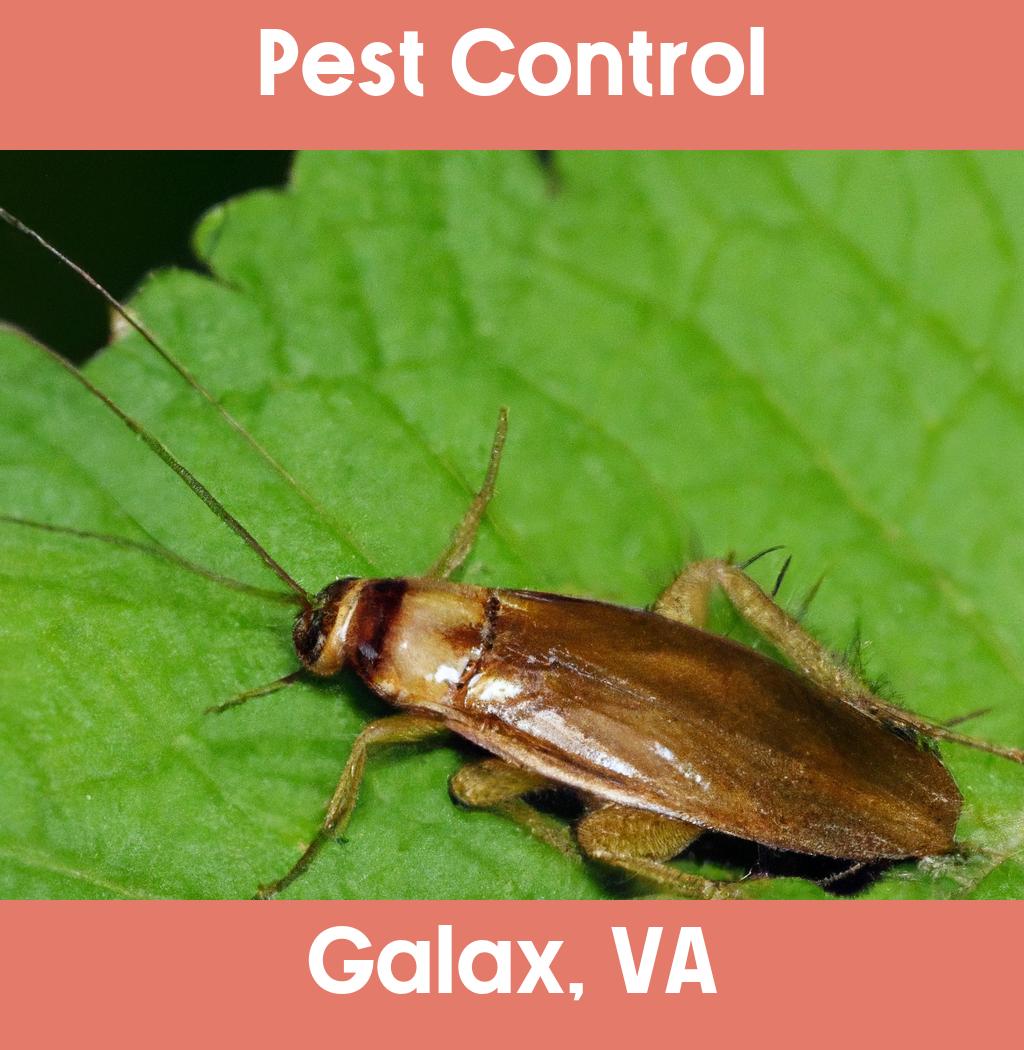 pest control in Galax Virginia