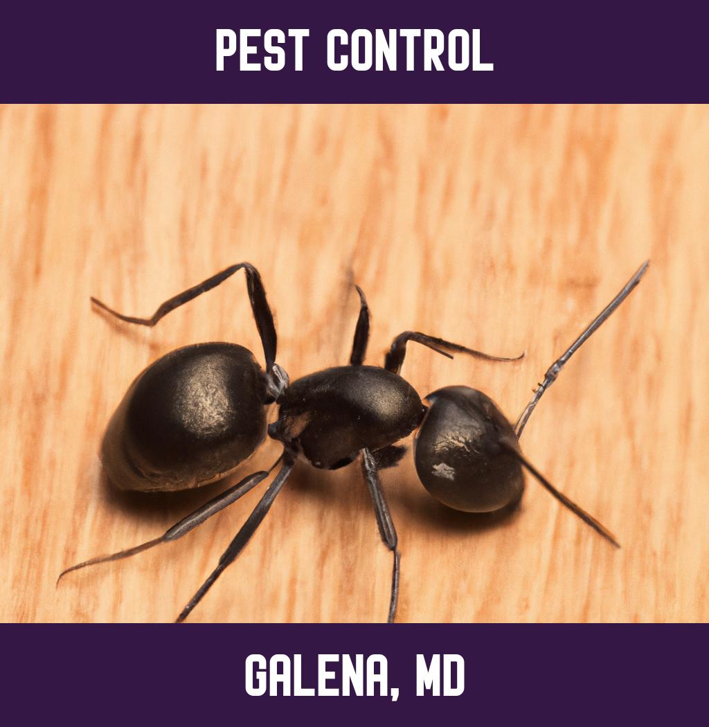 pest control in Galena Maryland