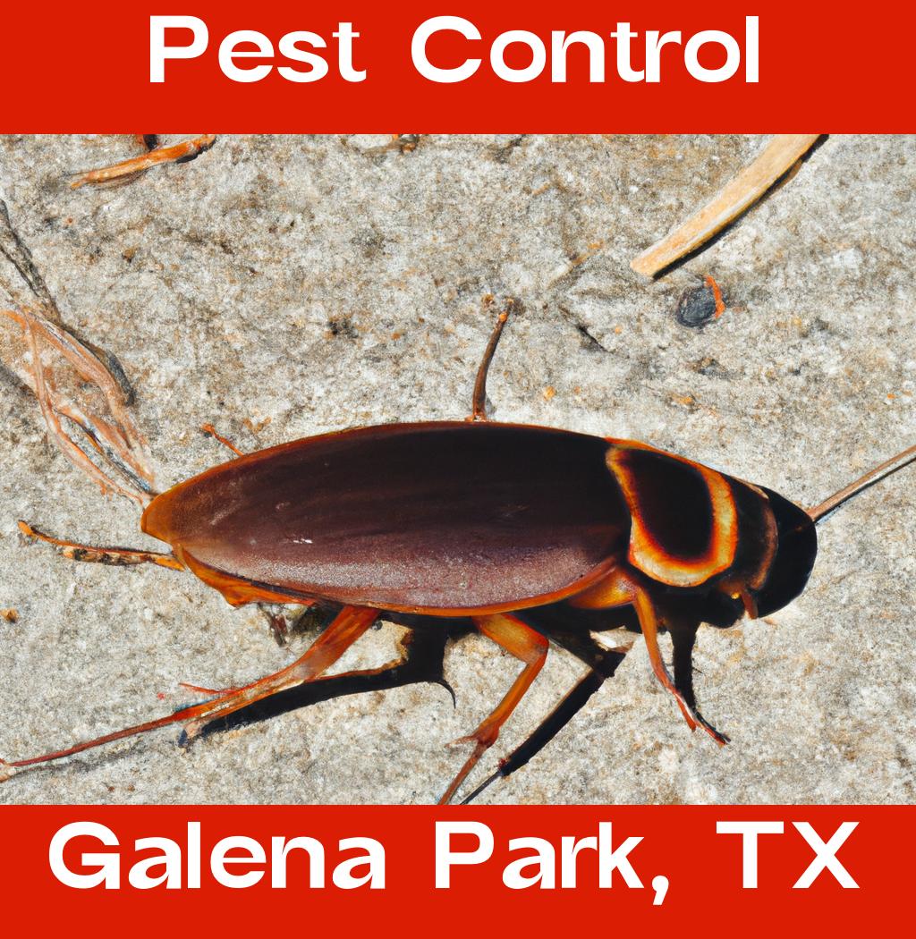 pest control in Galena Park Texas