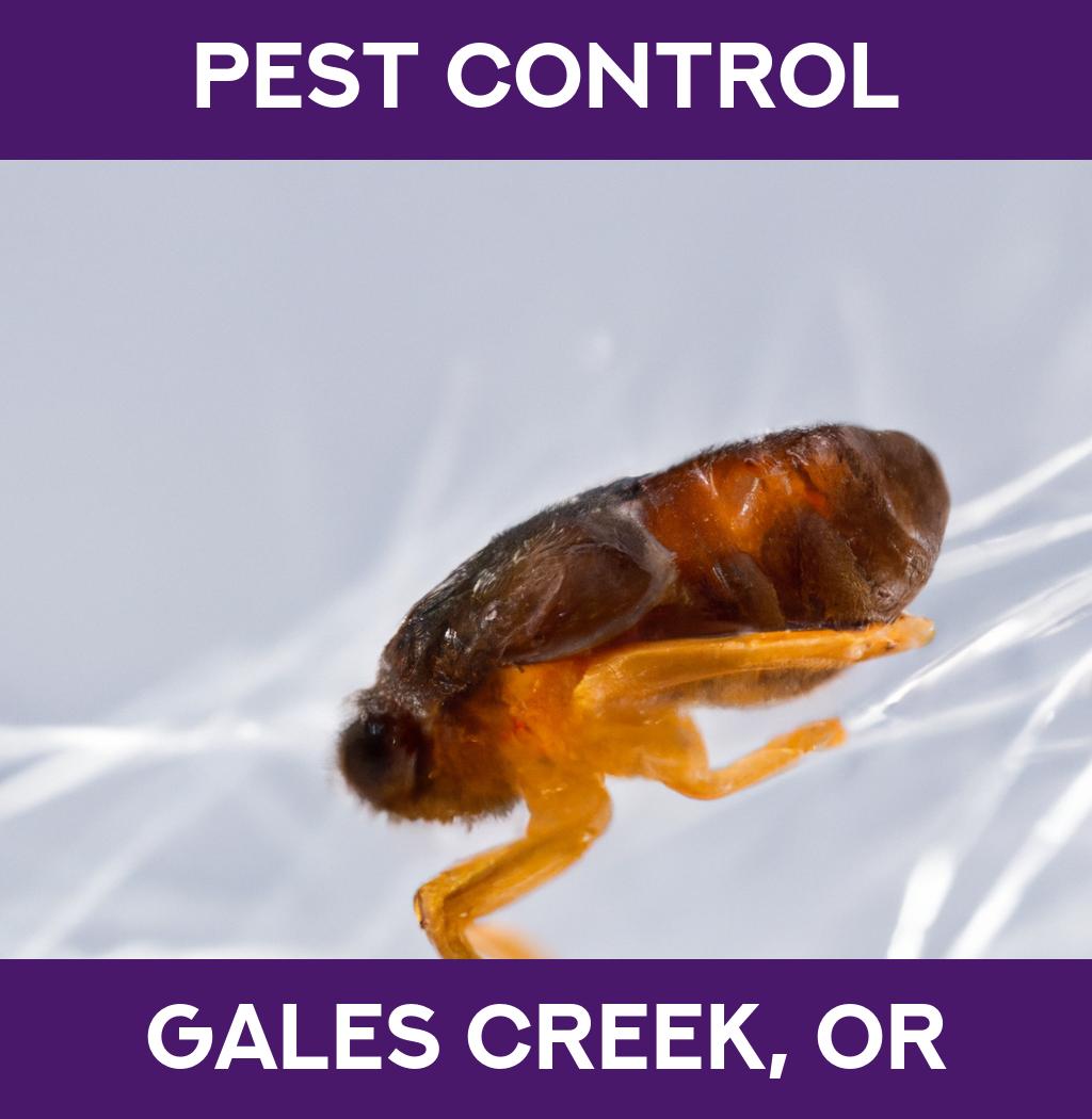 pest control in Gales Creek Oregon