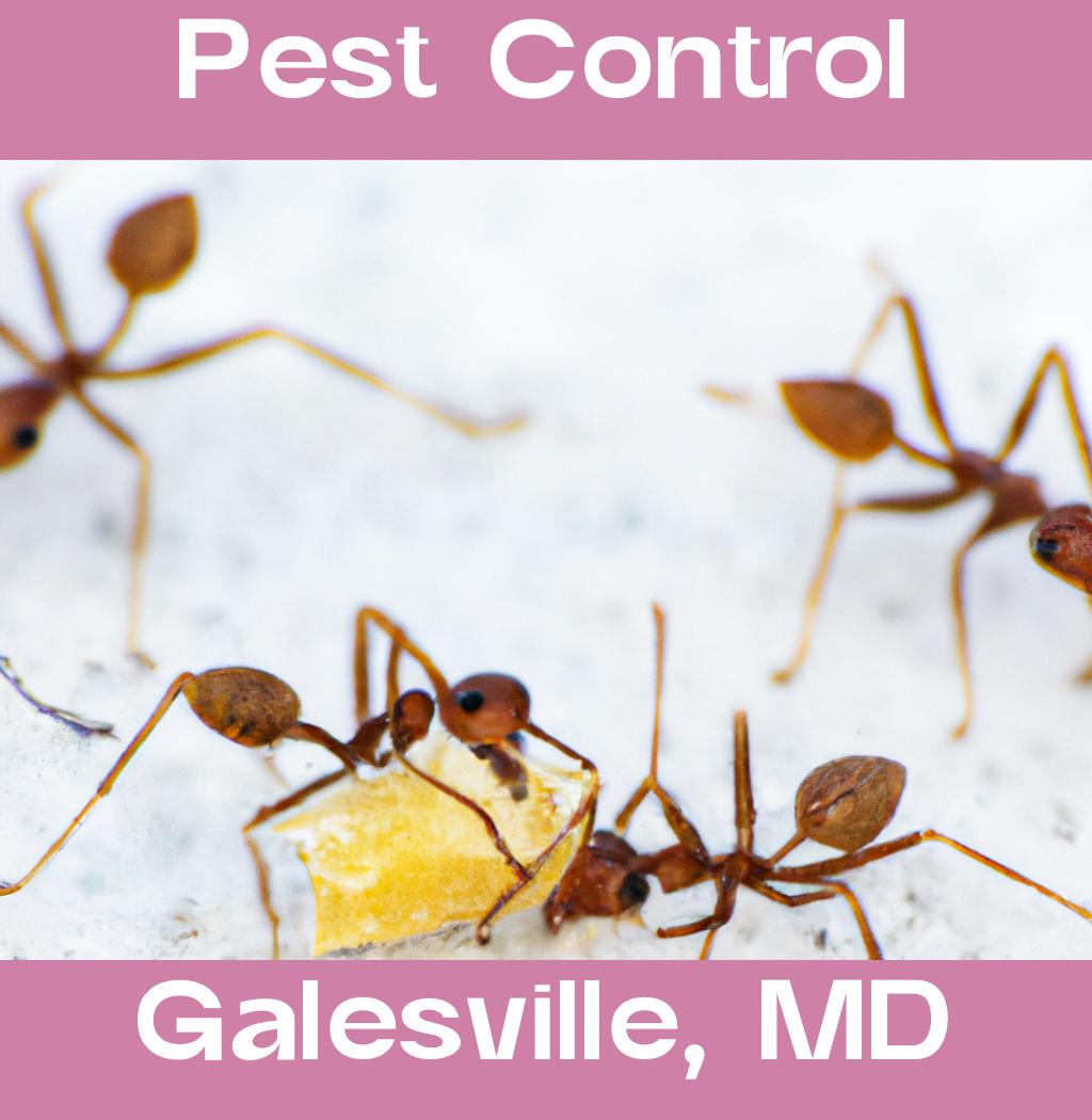 pest control in Galesville Maryland