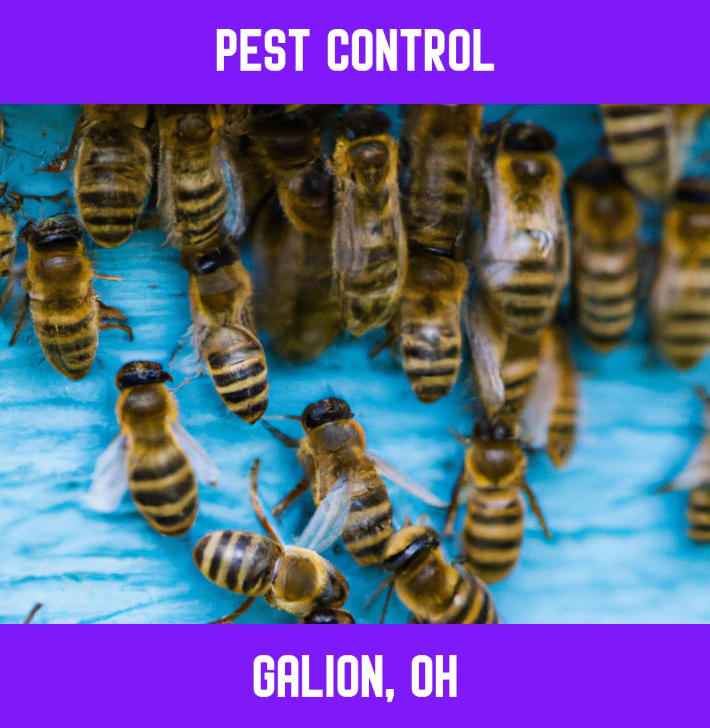 pest control in Galion Ohio