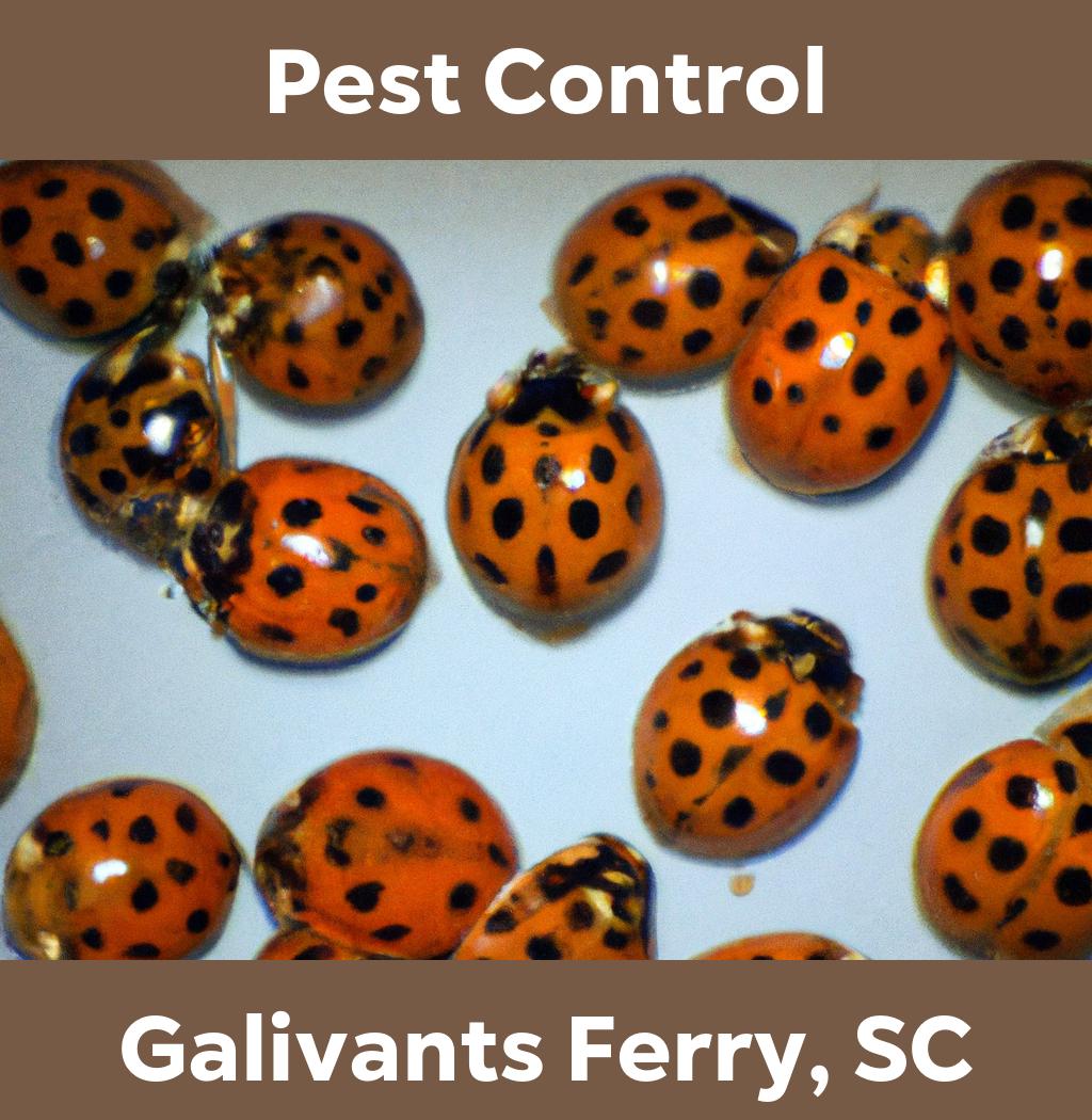 pest control in Galivants Ferry South Carolina