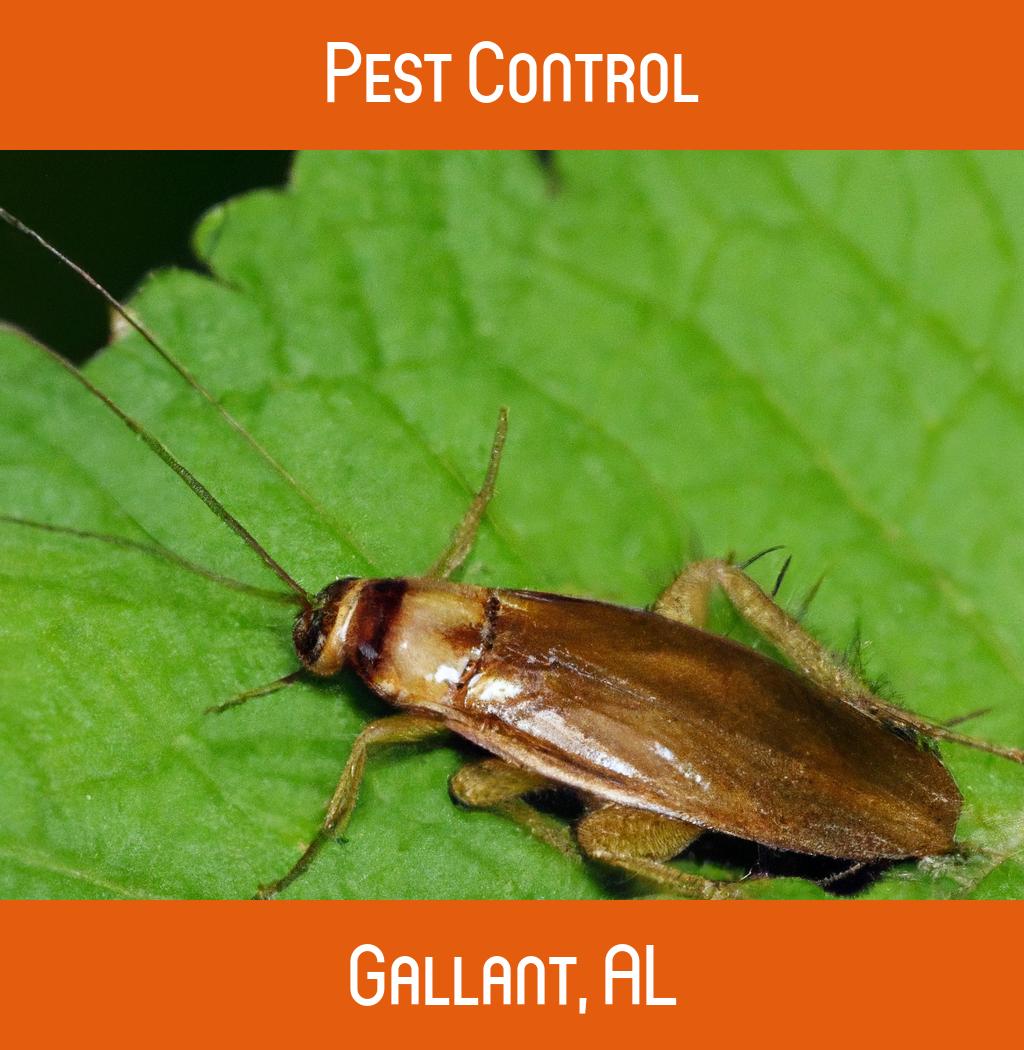 pest control in Gallant Alabama