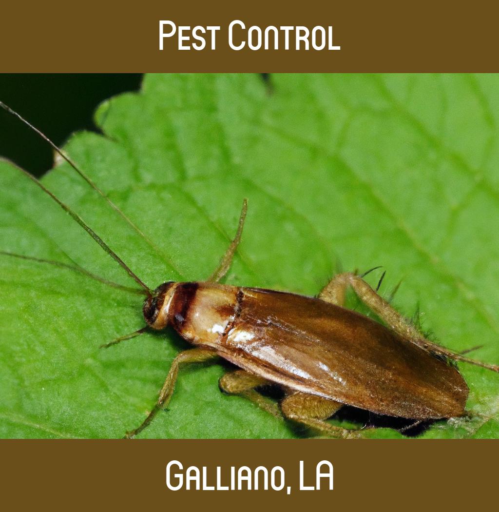 pest control in Galliano Louisiana