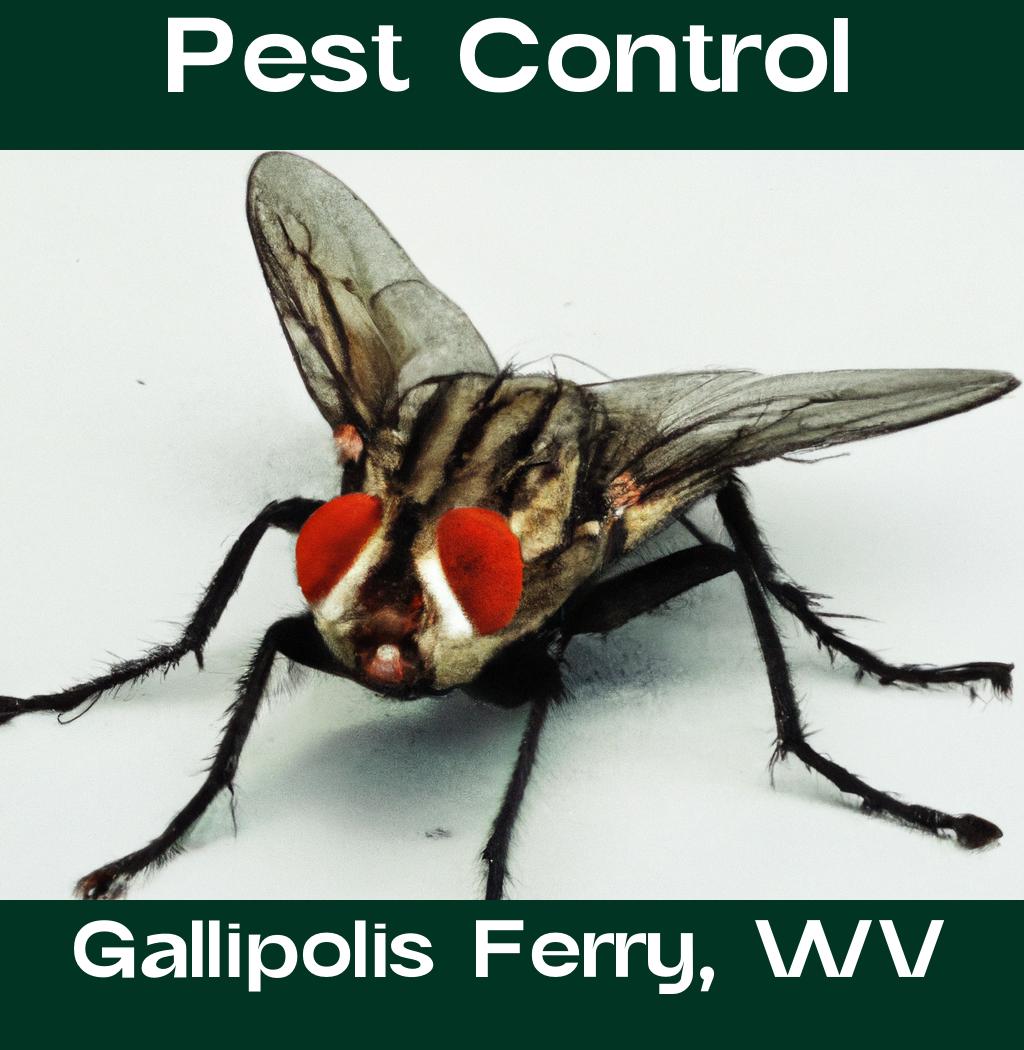 pest control in Gallipolis Ferry West Virginia