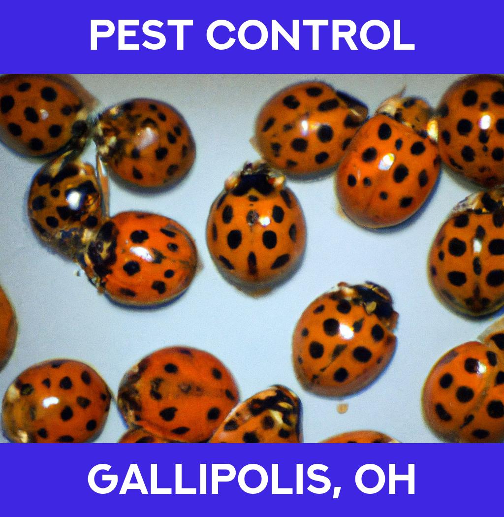 pest control in Gallipolis Ohio