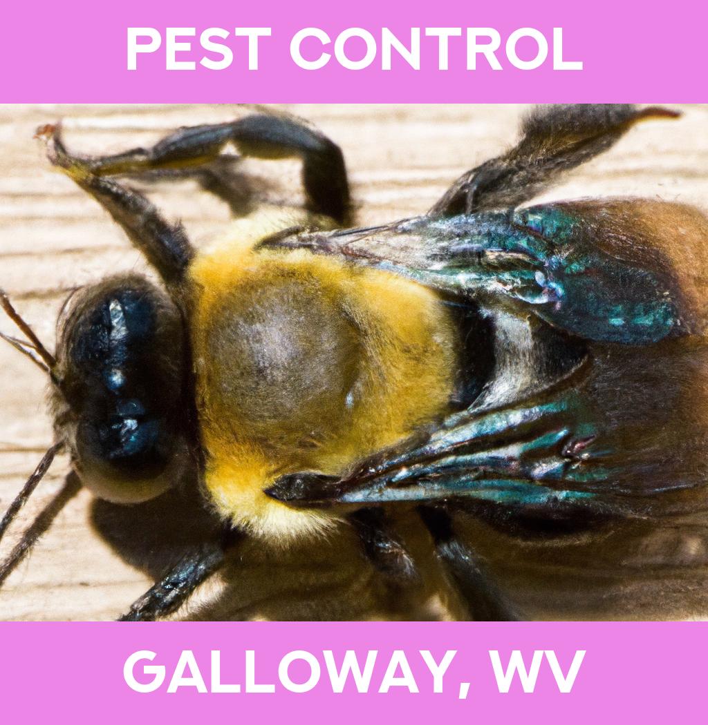 pest control in Galloway West Virginia