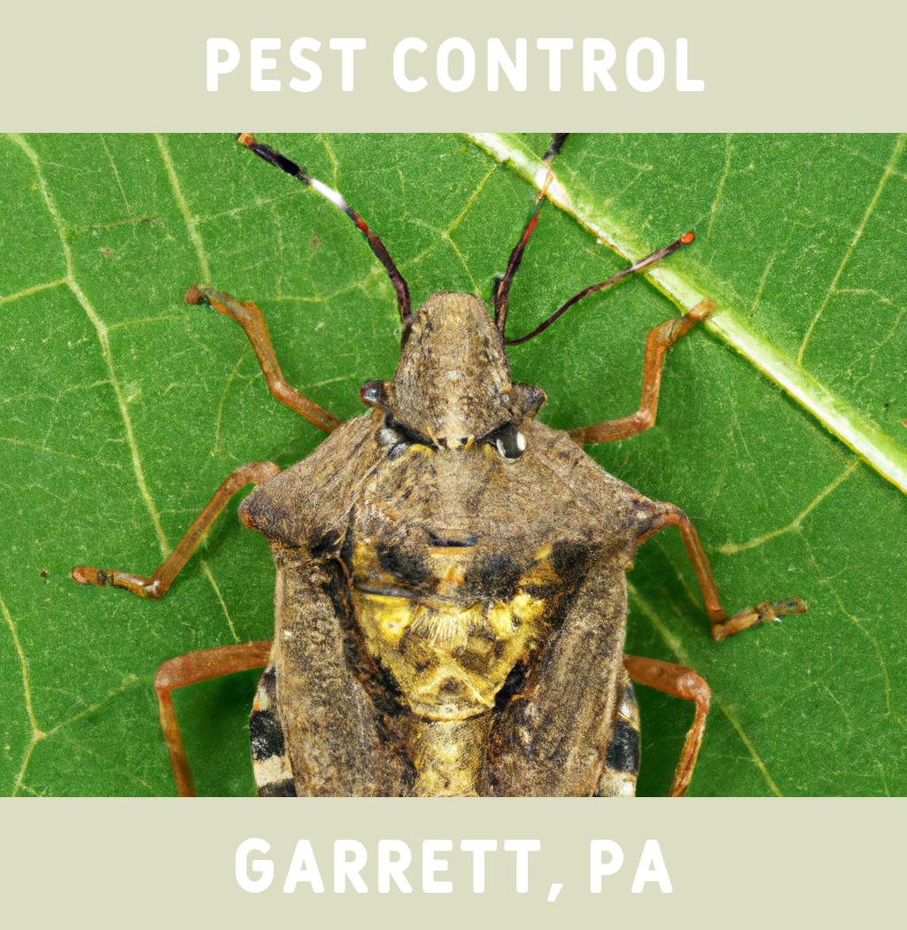 pest control in Garrett Pennsylvania