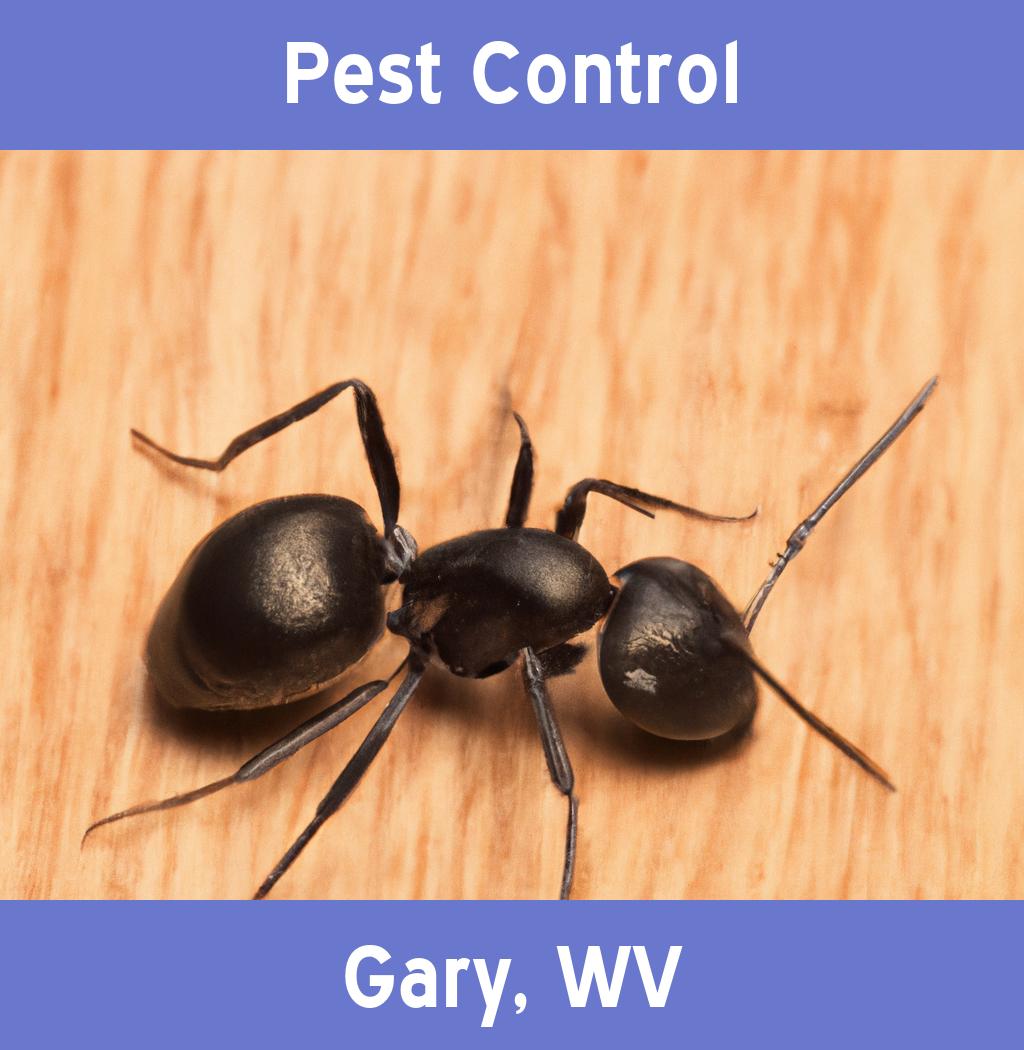 pest control in Gary West Virginia