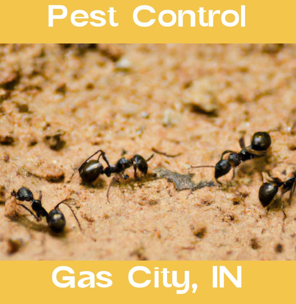 pest control in Gas City Indiana