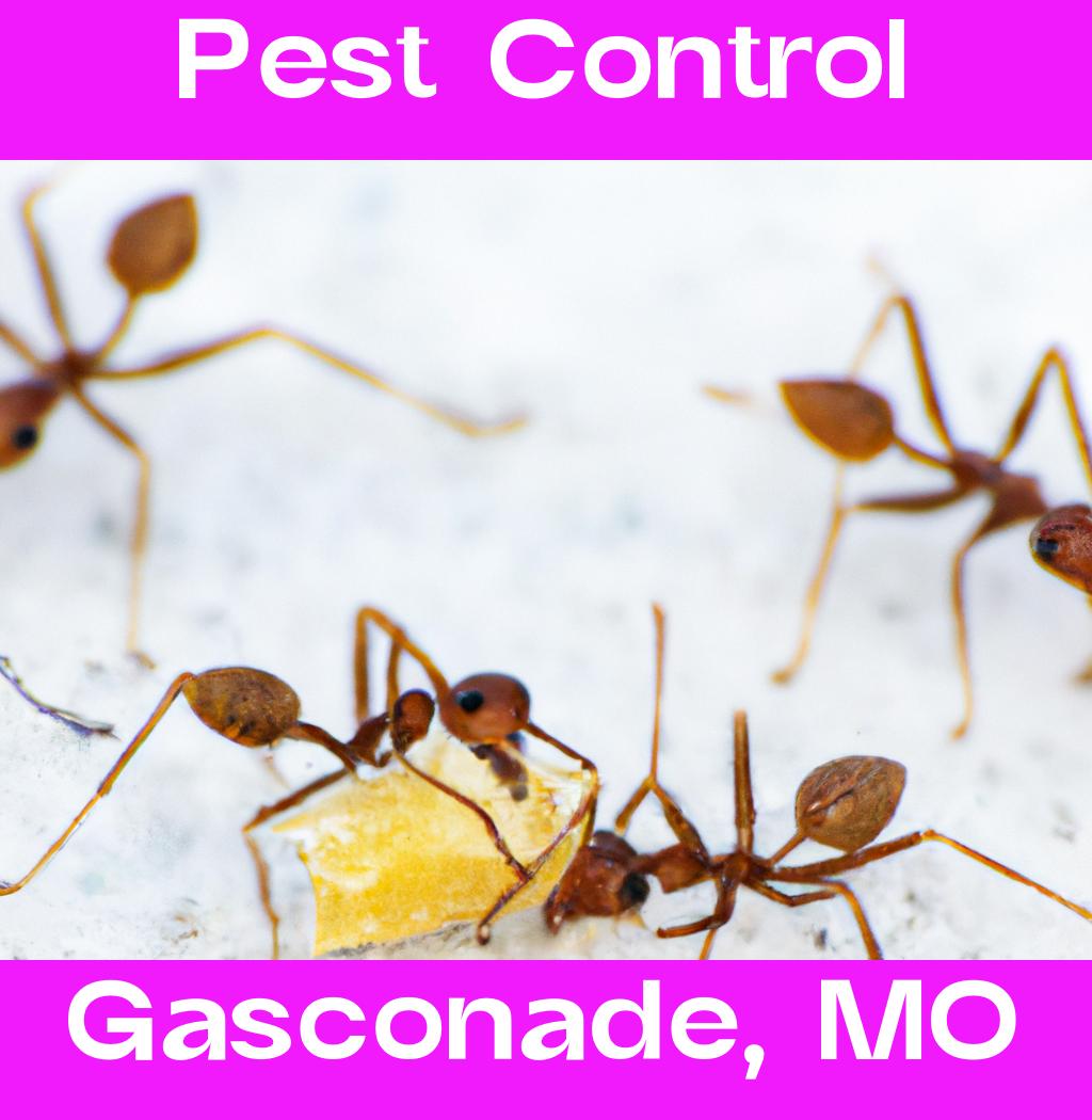 pest control in Gasconade Missouri