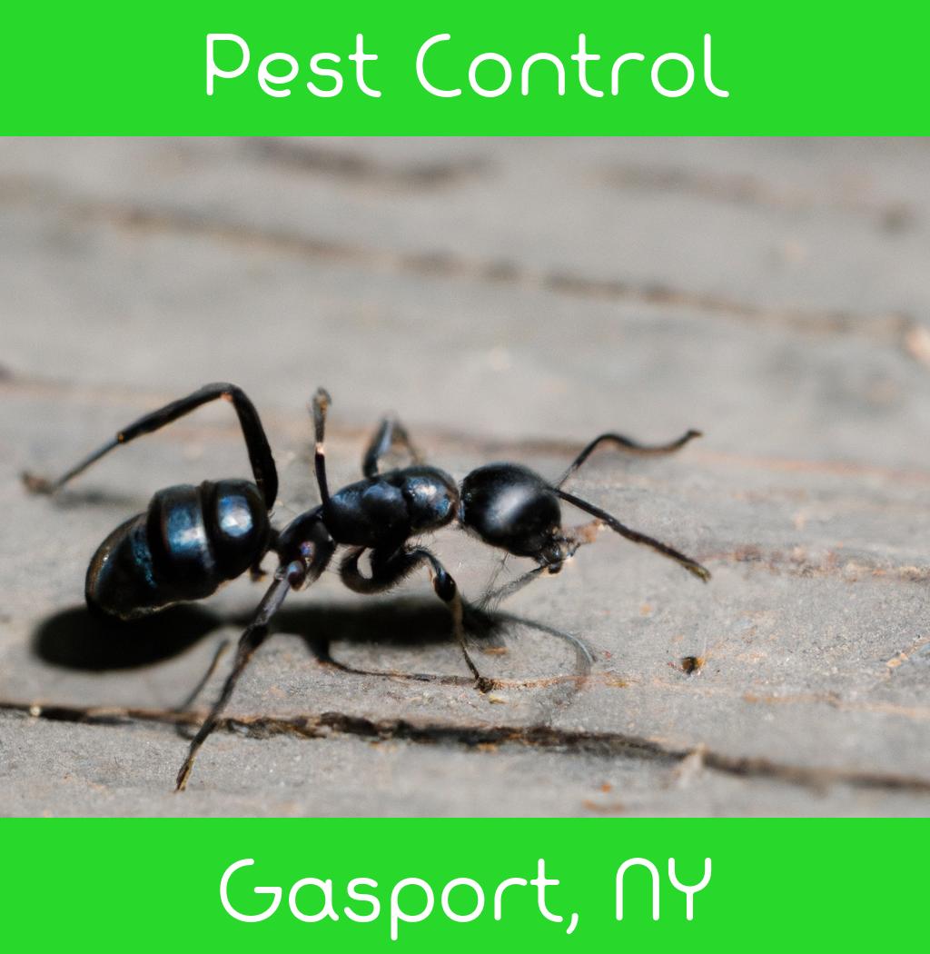 pest control in Gasport New York