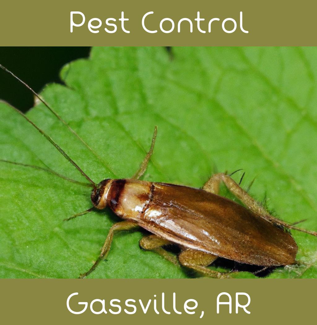 pest control in Gassville Arkansas
