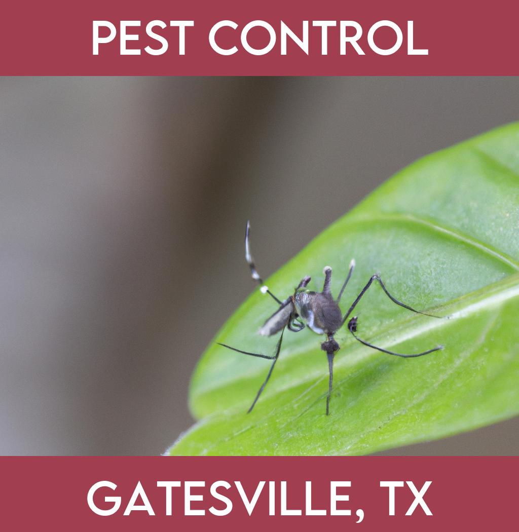 pest control in Gatesville Texas